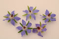 Borage Flowers — 25 flowers