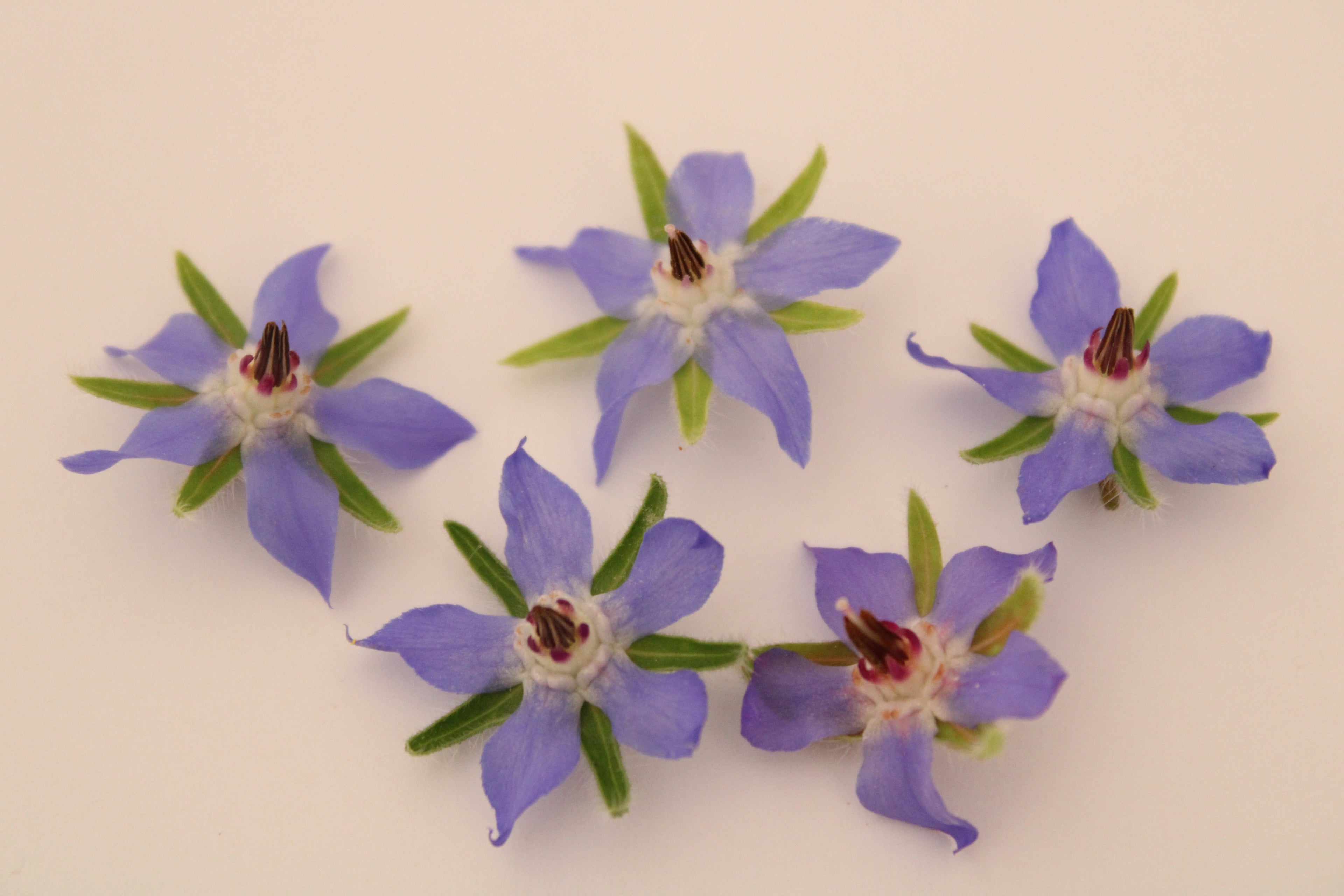 Borage Flowers — 25 flowers