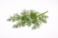 Organic Dill Leaves