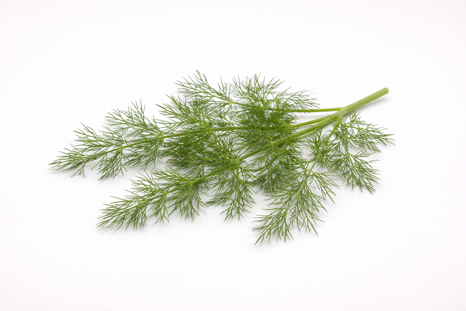 Organic Dill Leaves