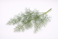 Organic Fennel Leaves