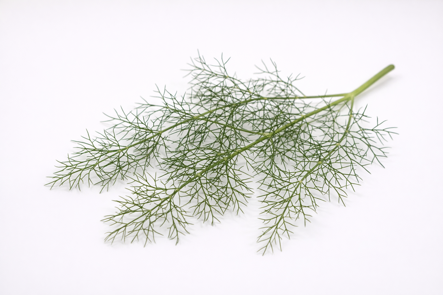 Organic Fennel Leaves
