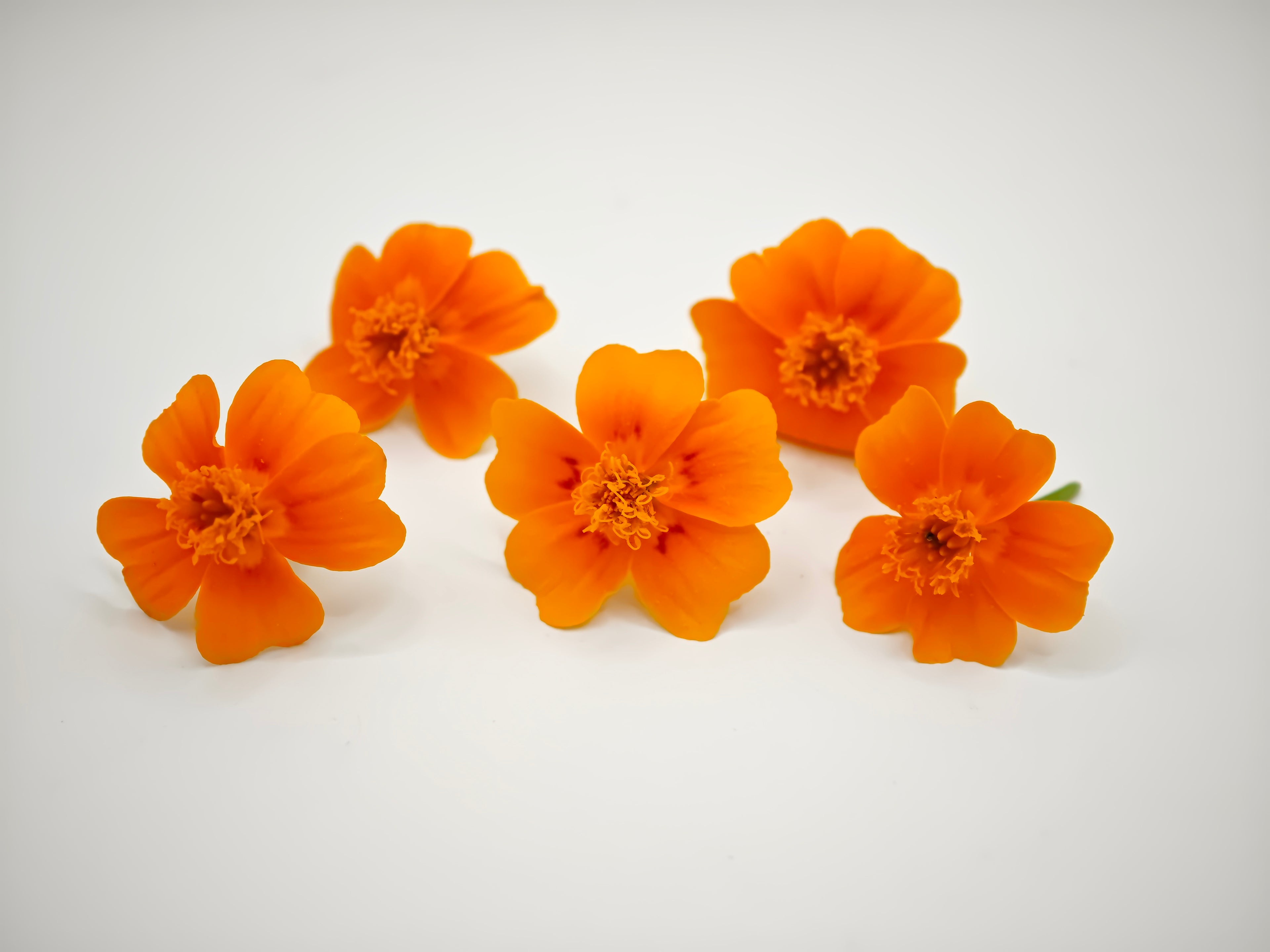 Gem Marigold — 35 flowers