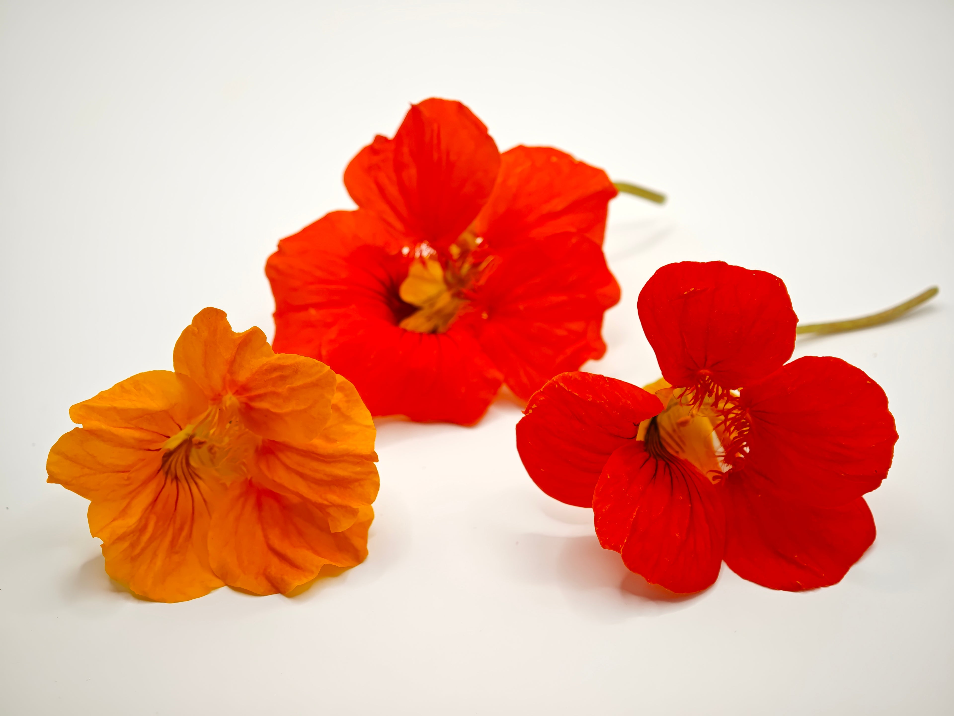 Nasturtium Flower — 15 flowers