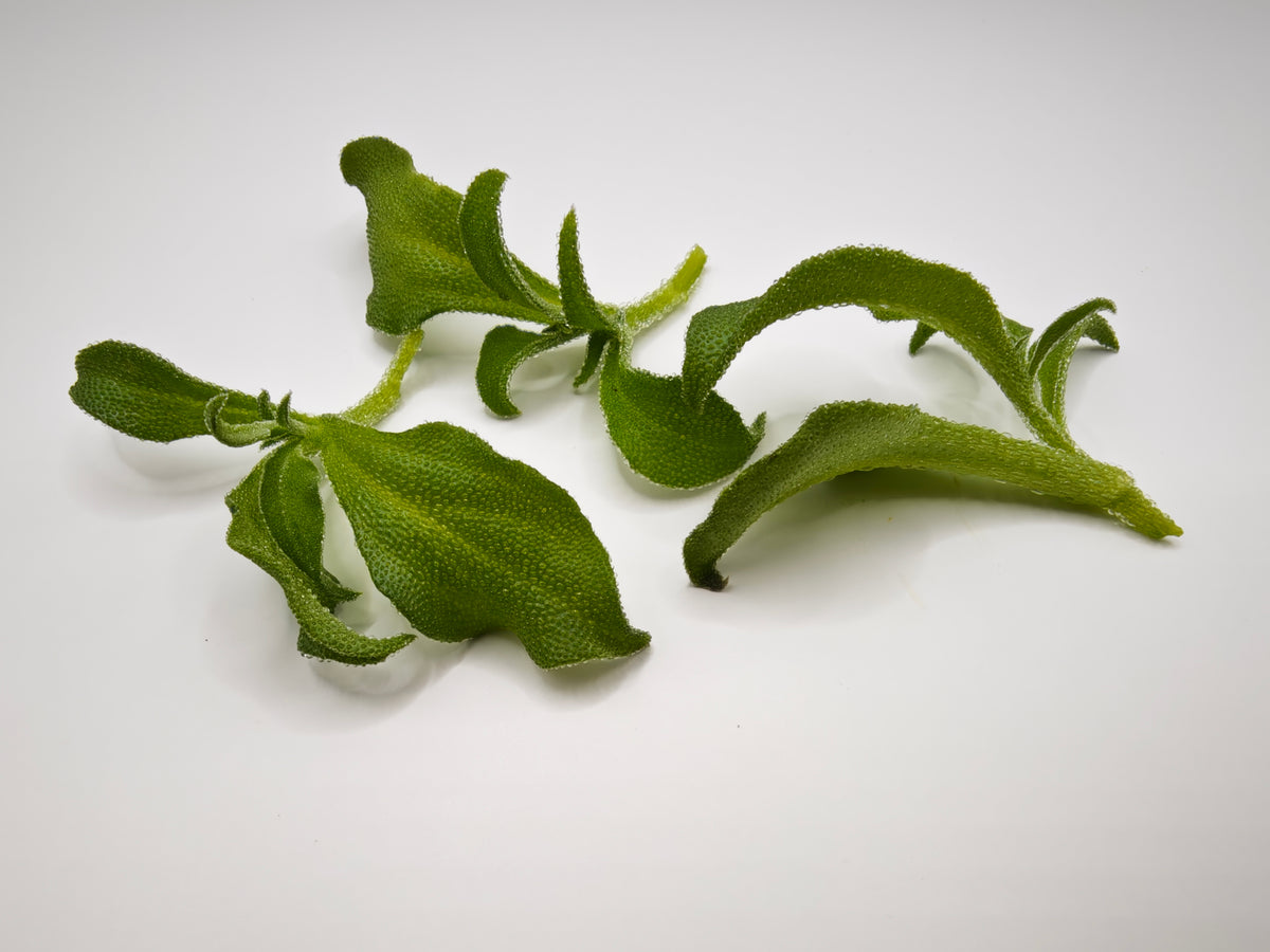 Ice Plant Clusters -15 Clusters
