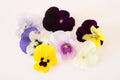 Mixed Viola — 30 flowers