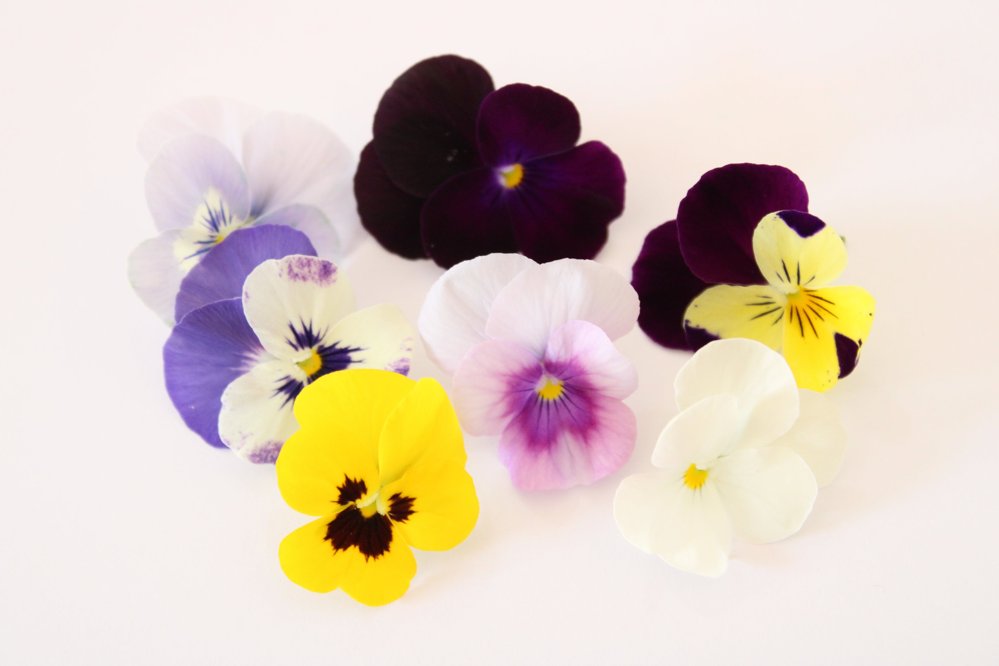 Mixed Viola — 30 flowers