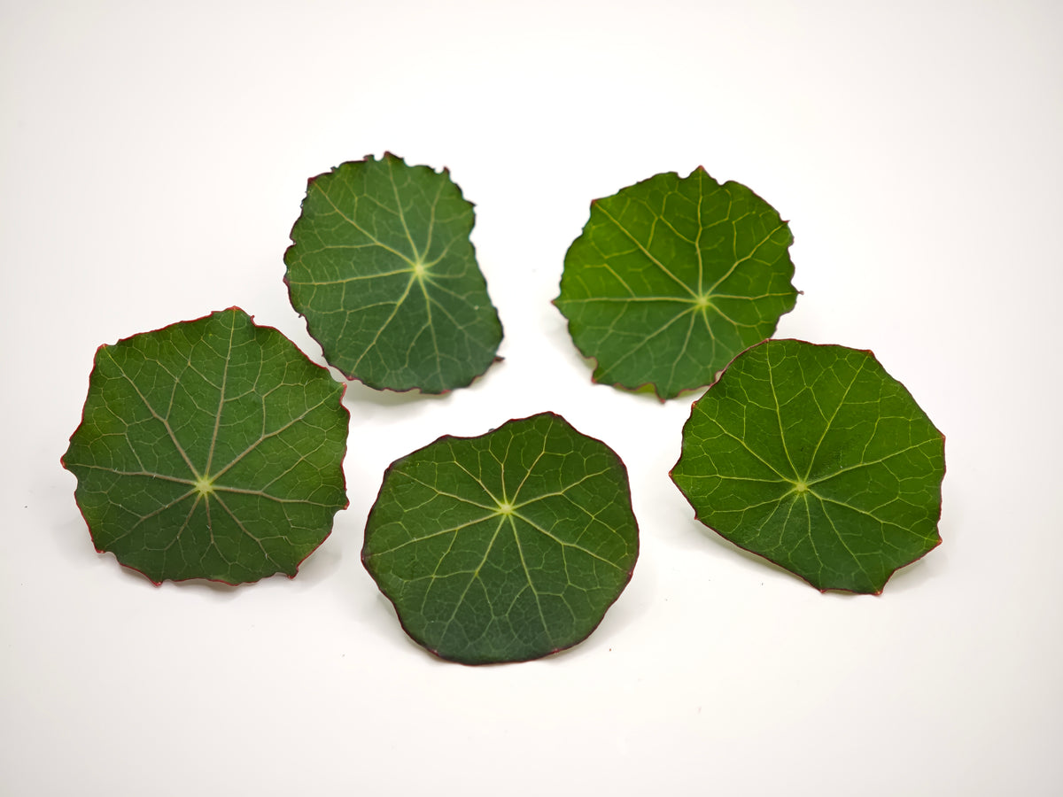 Nasturtium Leaves — 65 leaves