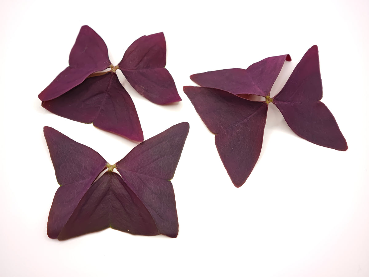 Purple Sorrel — 20 leaves