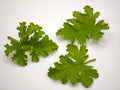 Organic Rose-scented Geranium Leaves (20 grams)