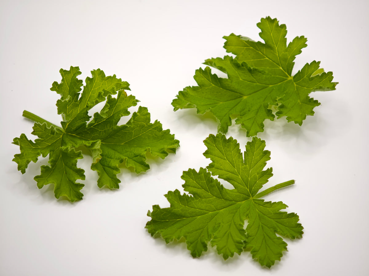 Organic Rose-scented Geranium Leaves (20 grams)
