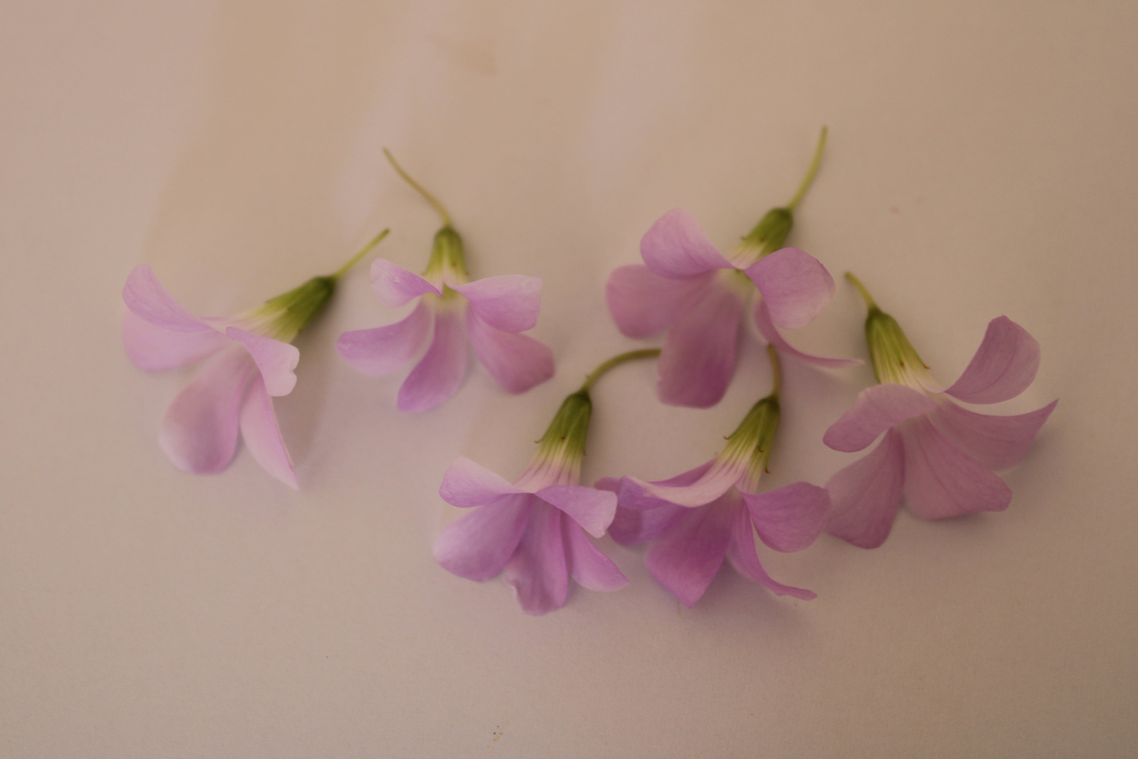 Sorrel Flower (Pink) — 35 flowers