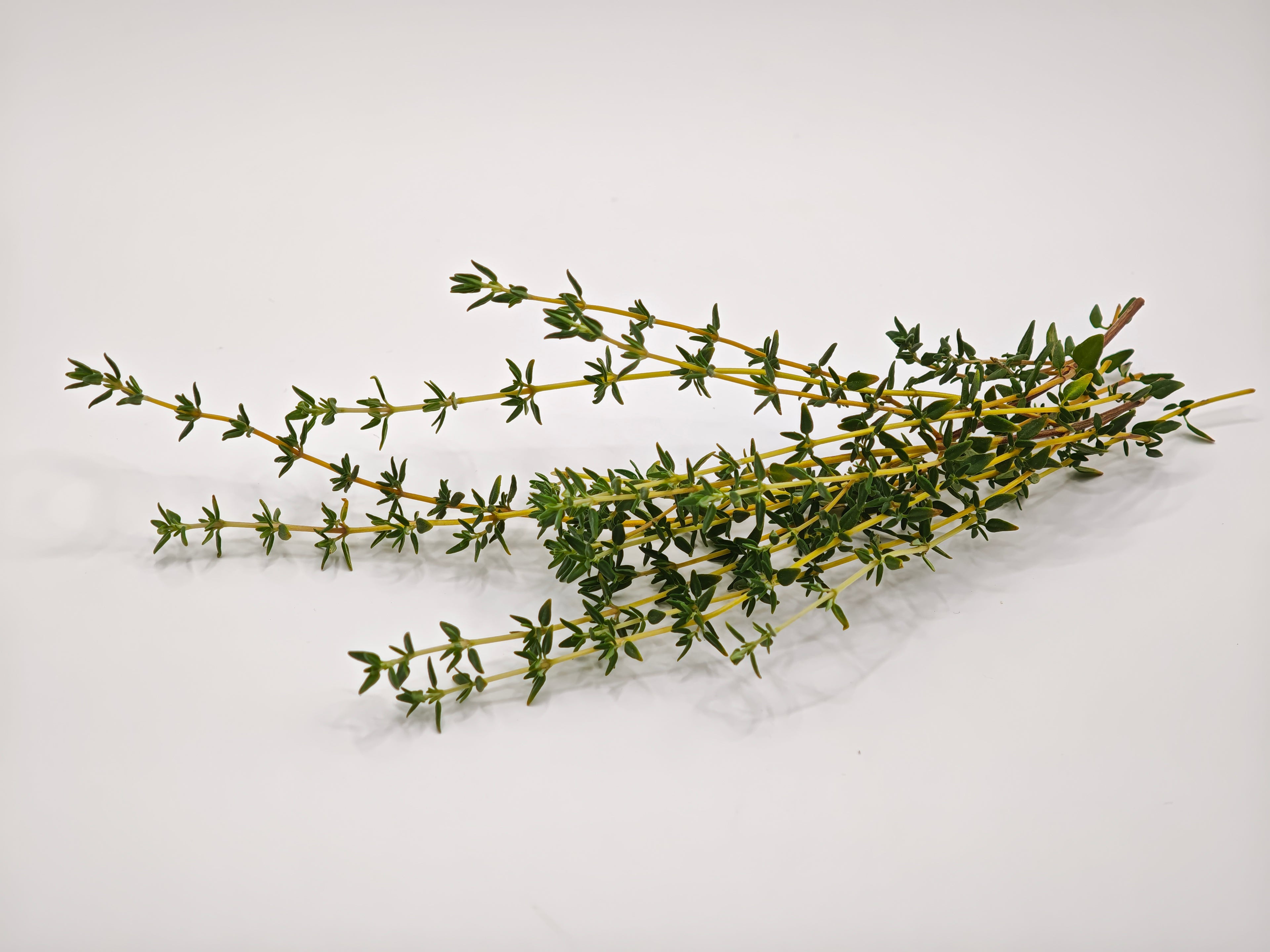 Organic Thyme — 25g